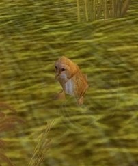 Prairie Dog Screenshot
